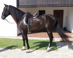 horse Bautista V (Pura Raza Espanola (PRE), 2012)