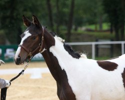 dressage horse Fleur Delacour (Pinto with riding horses pedigree, 2019, from Samico)