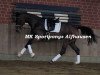 dressage horse Freya del Sol (Hanoverian, 2015, from Tannenhof's Fahrenheit)