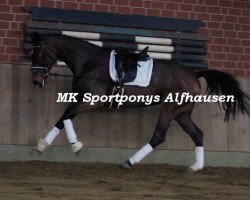 dressage horse Freya del Sol (Hanoverian, 2015, from Tannenhof's Fahrenheit)