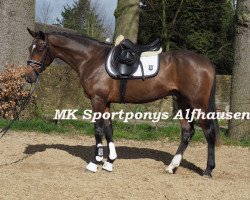 Springpferd Dreamboy 60 (Deutsches Reitpony, 2013, von Dumbledor AT)