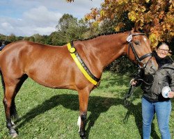 jumper Carissima S (German Sport Horse, 2015, from Cassilano)