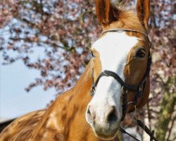 Zuchtstute Rosmarie Lucill (Lucy) DB (Mecklenburger, 2004, von Royal Olymp 142 FIN)