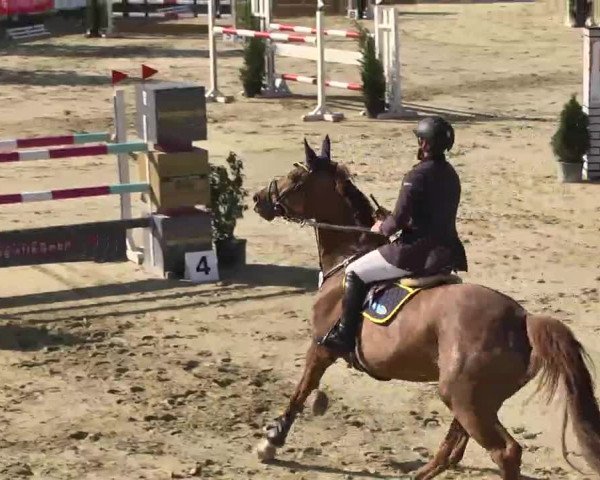 Springturnier Schwanheim 2016