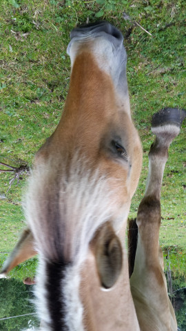 Zuchtstute Luise (Fjordpferd, 2008, von Hjell)