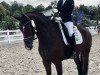 dressage horse Tennessy (Hanoverian, 2016, from Tomahawk)