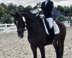 dressage horse Tennessy (Hanoverian, 2016, from Tomahawk)