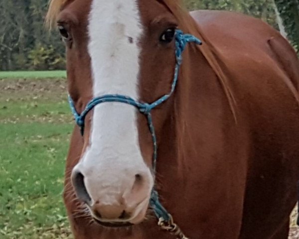 horse Concord (German Riding Pony, 1993, from Chico)