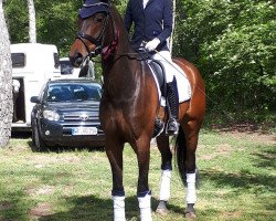 dressage horse Franz 163 (Hanoverian, 2014, from Franziskus FRH)