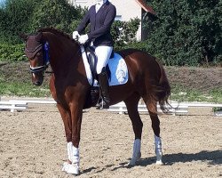 dressage horse Diva Royal (Hanoverian, 2016, from Blue Hors Dreamline)