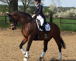 dressage horse Waldzauber 11 (Hanoverian, 2005, from Waikiki I)