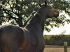 jumper Campino 3 (Oldenburg show jumper, 2014, from Conthargos)