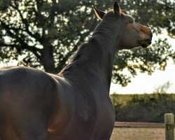 jumper Campino 3 (Oldenburg show jumper, 2014, from Conthargos)