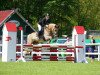 Springpferd Amiro 34 (Haflinger, 2001, von Aquarin)