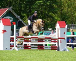 jumper Amiro 34 (Haflinger, 2001, from Aquarin)