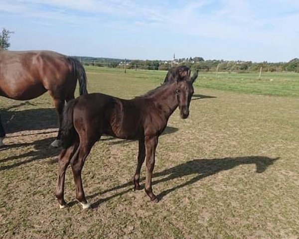 dressage horse Figaro P (Westphalian, 2019, from Fürst Wilhelm)