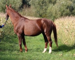 broodmare Donna Anna (Oldenburg, 1998, from Donnerhall)