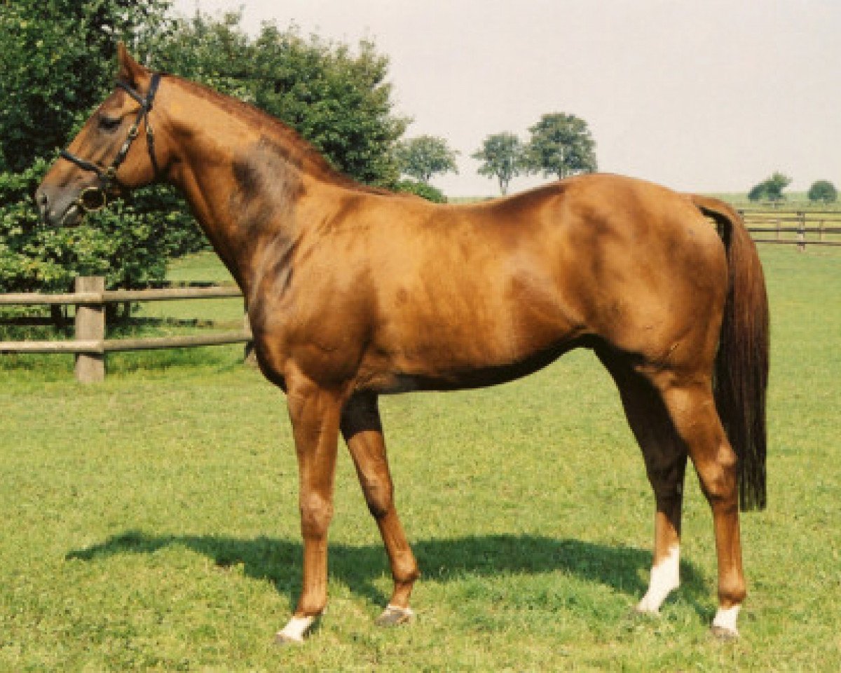 Deckhengst Hamond xx (Englisches Vollblut, 1995, von Acatenango xx)