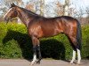 stallion Earl of Tinsdal xx (Thoroughbred, 2008, from Black Sam Bellamy xx)