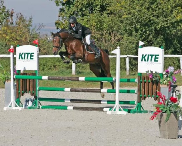 stallion BZ William Fox-Pitt (Nederlands Welsh Ridepony, 2016, from Willem)