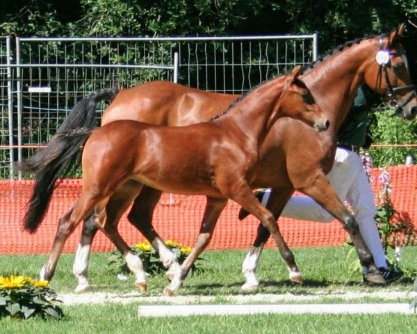 dressage horse Coer Finesse (German Riding Pony, 2019, from Coer Noble)