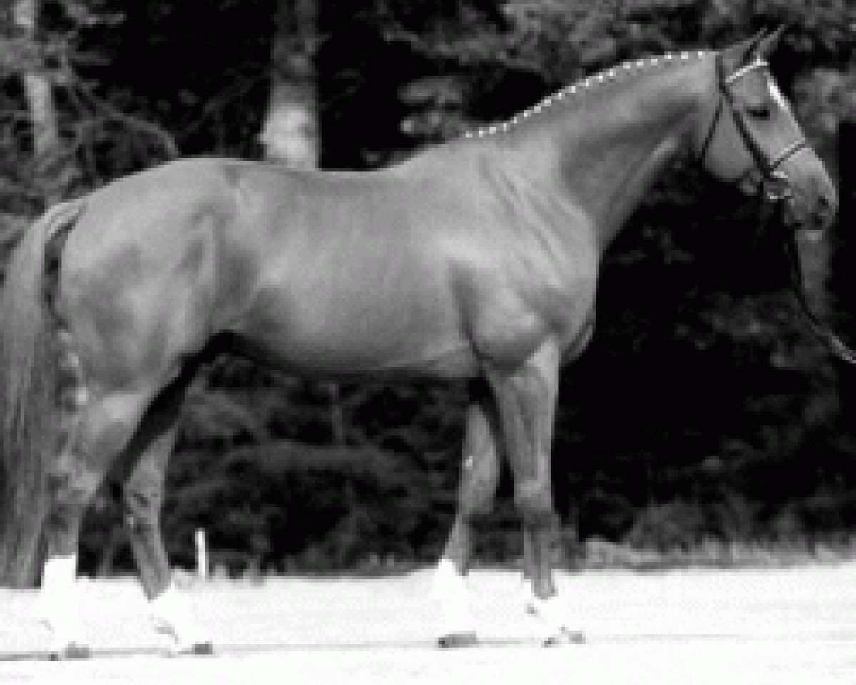 Deckhengst Rienzi (Hannoveraner, 1994, von Raphael)