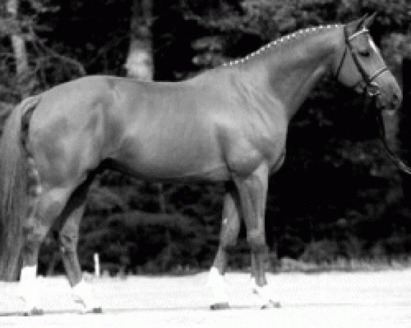 stallion Rienzi (Hanoverian, 1994, from Raphael)