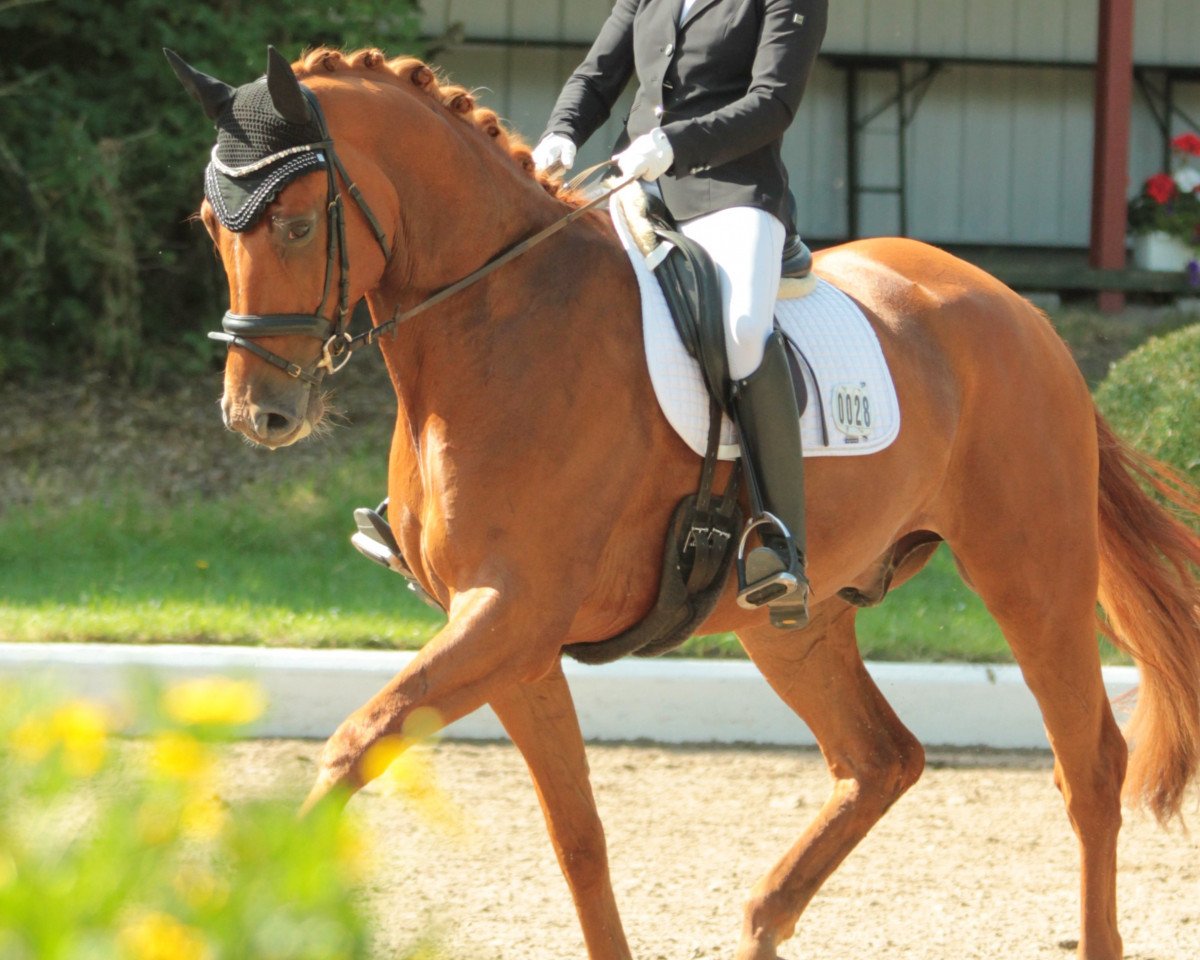 dressage horse Red Rooster 5 (Hanoverian, 2013, from Rienzi)