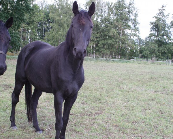 stallion Donner II (Hanoverian, 2015, from Don Index)