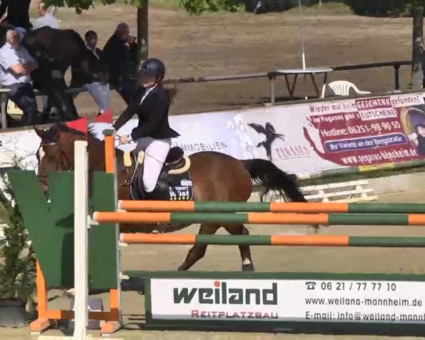 Springturnier Schwanheim 2016