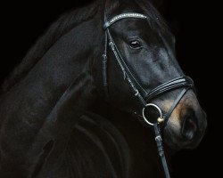 dressage horse K.C. Frühlingswind (Rheinländer, 2014, from Fidertanz)