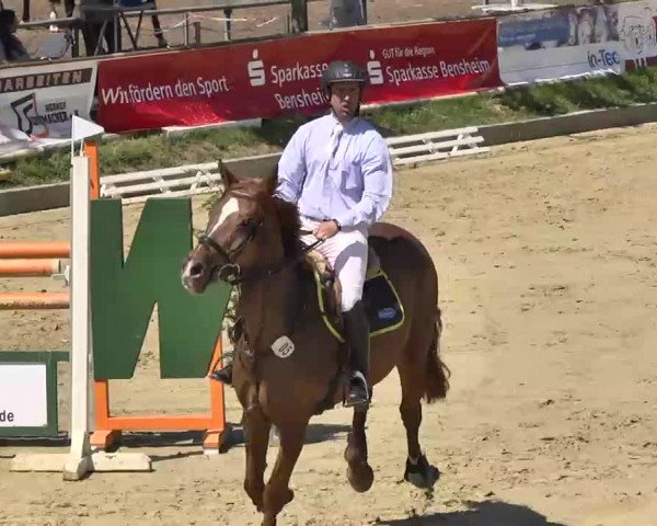 Springturnier Schwanheim 2016