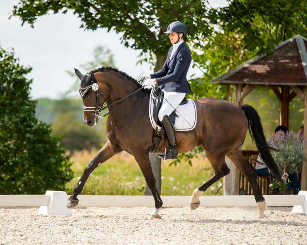 dressage horse DSP Lord Brentanio (German Sport Horse, 2009, from Benetton Dream FRH 1301)