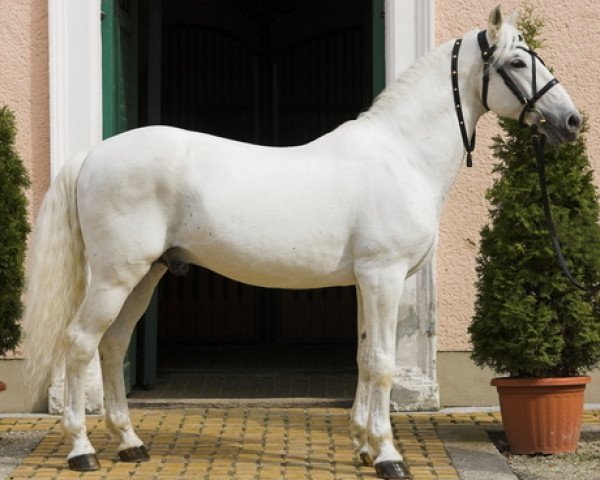 stallion Maestoso Bellamira 464 (Lipizzaner, 1982, from Maestoso Cäcilia)