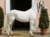 stallion Maestoso Bellamira 464 (Lipizzaner, 1982, from Maestoso Cäcilia)