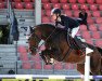 jumper Diarados Blue (Oldenburg show jumper, 2013, from Diarado)