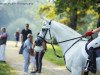 stallion WM Safi ox (Arabian thoroughbred, 2013, from KP Maryoom EAO)