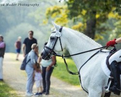 stallion WM Safi ox (Arabian thoroughbred, 2013, from KP Maryoom EAO)