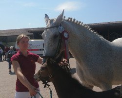 broodmare Antananariva 2 (German Sport Horse, 2007, from Amorado)