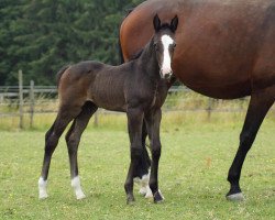 Springpferd Harlekin P (Westfale, 2019, von Hickstead White)