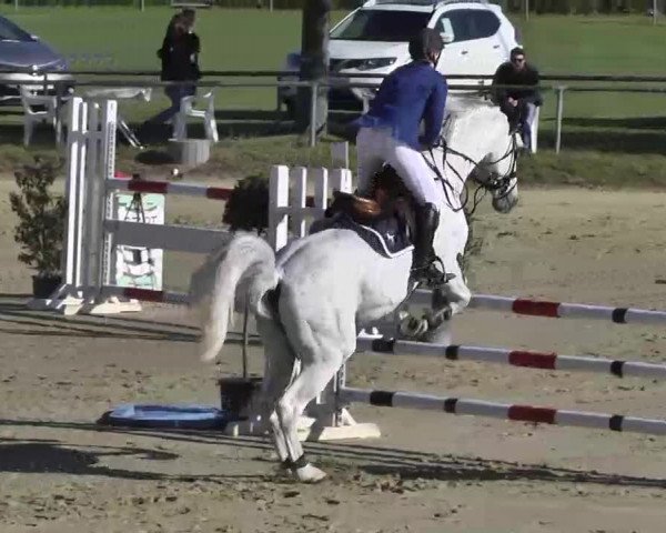 Springturnier Schwanheim 2016