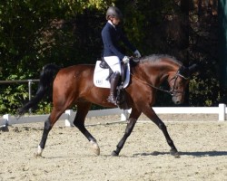 dressage horse Figo 56 (Hanoverian, 2006, from First Game H)