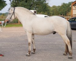 stallion Ralm van den Bosdries (Fjord Horse, 2015, from Almglimt)