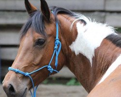 horse Chayenne (German Warmblood, 2012)