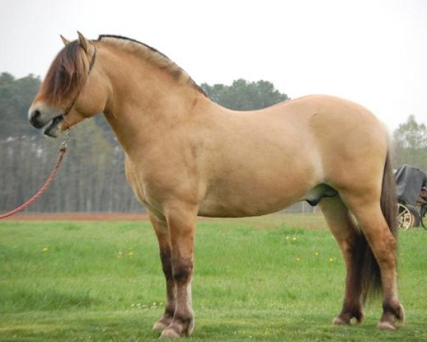 stallion Quentin d'Ober (Fjord Horse, 2004, from Tanngrisnir)