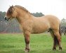 stallion Quentin d'Ober (Fjord Horse, 2004, from Tanngrisnir)