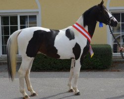 stallion Nekoma's Nikola (Pinto with riding horses pedigree, 2016, from Nekoma)