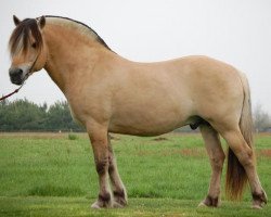 stallion Nick des Forges (Fjord Horse, 2001, from Eric)