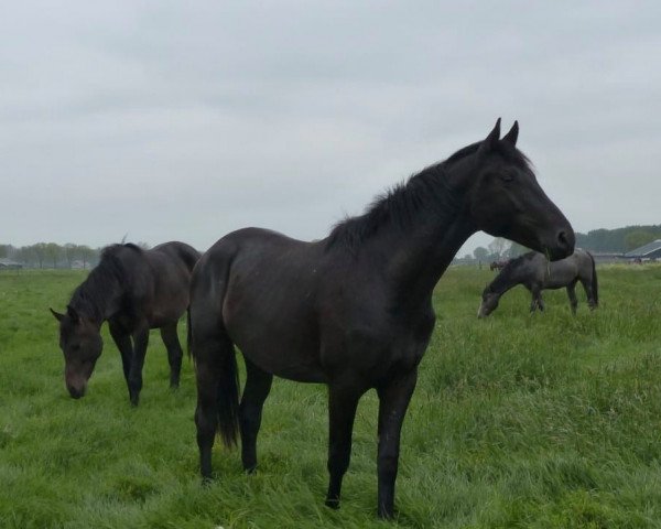 dressage horse Fairy tale des paluds (Hanoverian, 2017, from Finest)