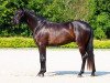 dressage horse Finest Best (Oldenburg, 2016, from Finest)